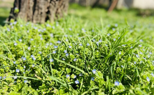 PREDAJ – rovinatý pozemok – obec Nové Sady, časť Sila